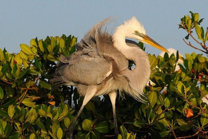 Everglades Small Group Guided Boating & Walking Tour Expedition - What to Expect on the Tour