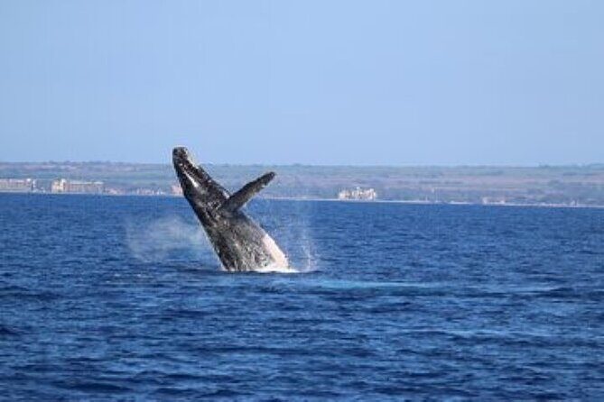 Exceptional Maui Whale Watch - The Sum Up