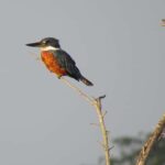 Exclusive birdwatching tour in Campeche - Why This Tour Offers Great Value