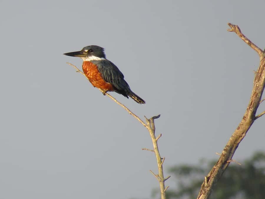 Exclusive birdwatching tour in Campeche - Why This Tour Offers Great Value
