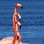 Excursion to Celestun Biosphere and Beach Day from Merida - A Closer Look at the Tour Experience