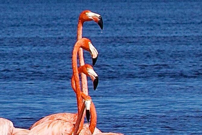 Excursion to Celestun Biosphere and Beach Day from Merida - A Closer Look at the Tour Experience