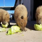Exotic Animal Encounter Marana, AZ - 15 Friendly Capybara - Who Should Consider This Tour?