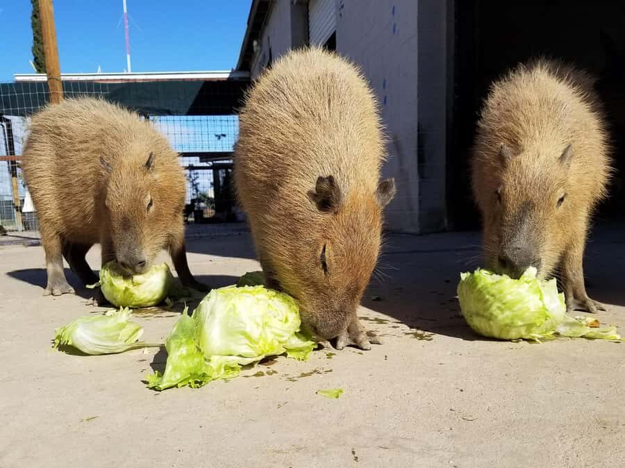 Exotic Animal Encounter Marana, AZ - 15 Friendly Capybara - Who Should Consider This Tour?