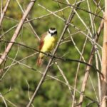 Experience Oaxaca Birdwatching at Dawn - FAQ