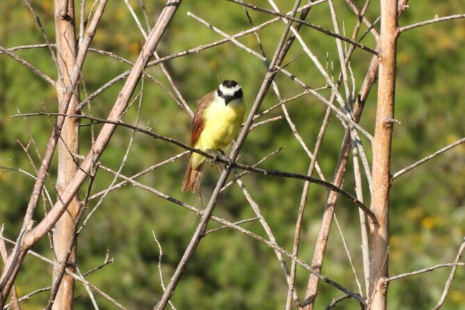 Experience Oaxaca Birdwatching at Dawn - FAQ