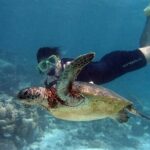 EXPERIENCE SWIMMING with the TURTLES and Discover the amazing Tulum Ruins tours. - Snorkeling with Turtles in Akumal