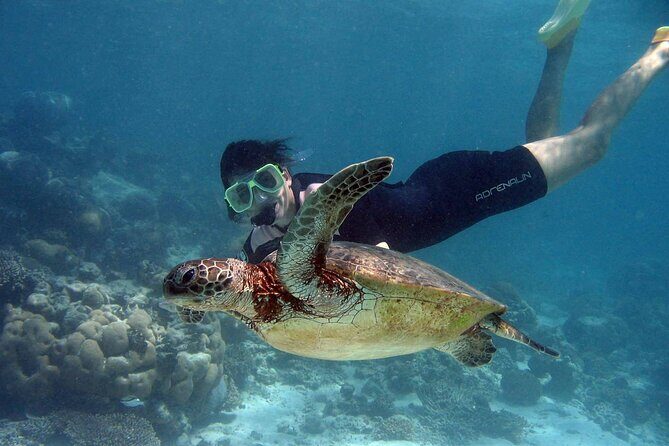 EXPERIENCE SWIMMING with the TURTLES and Discover the amazing Tulum Ruins tours. - Snorkeling with Turtles in Akumal