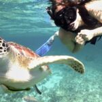 Experience swimming with turtles and explore the ruins of Tulum. Lunch included. - What’s Included and What’s Not