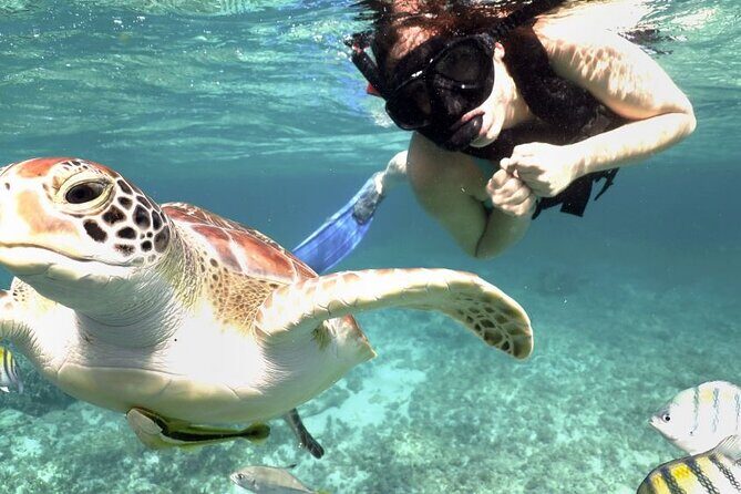 Experience swimming with turtles and explore the ruins of Tulum. Lunch included. - What’s Included and What’s Not