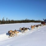 Fairbanks: 1-Hour Alaskan Winter Dog Sledding Adventure - The Value of This Tour