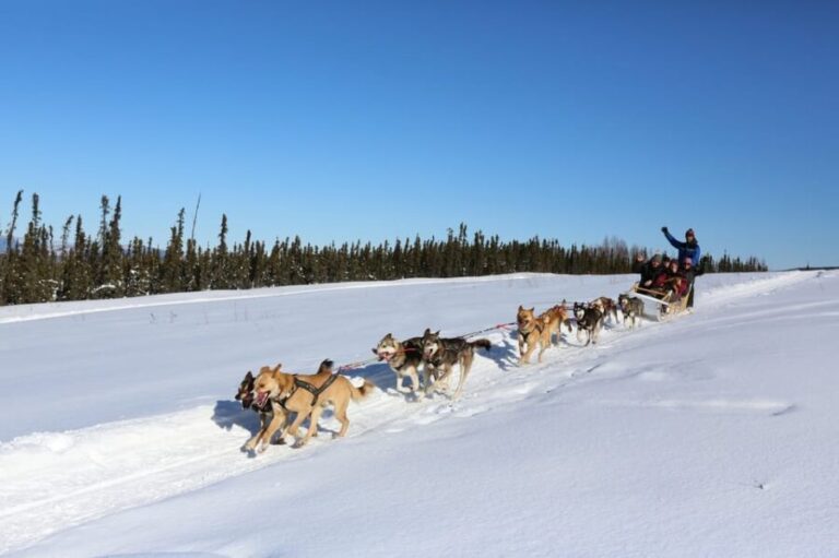 Fairbanks: 1-Hour Alaskan Winter Dog Sledding Adventure - The Value of This Tour