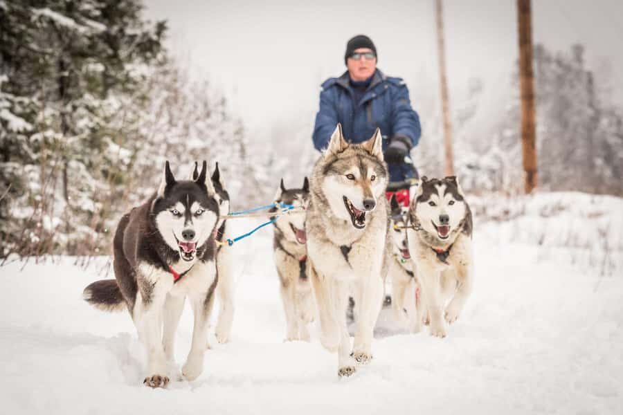 Fairbanks, AK: "Drive your Own Dog Team" Sledding Adventure - Itinerary Breakdown and What to Expect