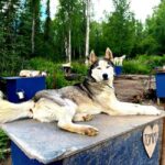 Fairbanks: Husky Hiking Tour - Practical Tips for Participants