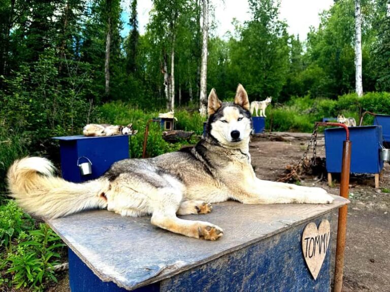 Fairbanks: Husky Hiking Tour - Practical Tips for Participants