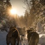 Fairbanks: Private Mush on the Historic Yukon Quest Trail - Why This Experience Offers Great Value