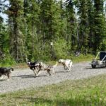 Fairbanks Sled Dog Adventure with Campfire & S'mores - Breakdown of the Itinerary