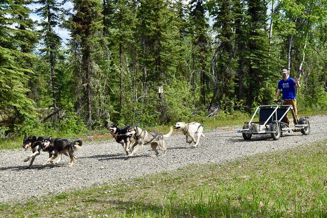 Fairbanks Sled Dog Adventure with Campfire & S'mores - Breakdown of the Itinerary