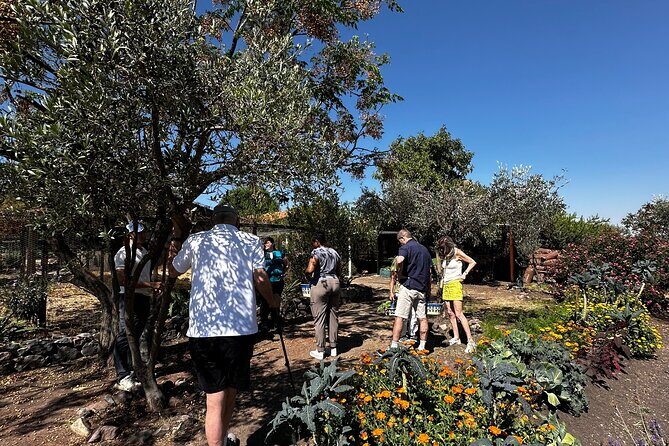 Farm to Table Cooking Experience in San Miguel - Authenticity and Value