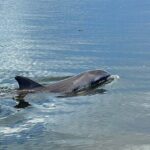 Fast & More Airboat Tour - The Experience Itself: Pros and Cons
