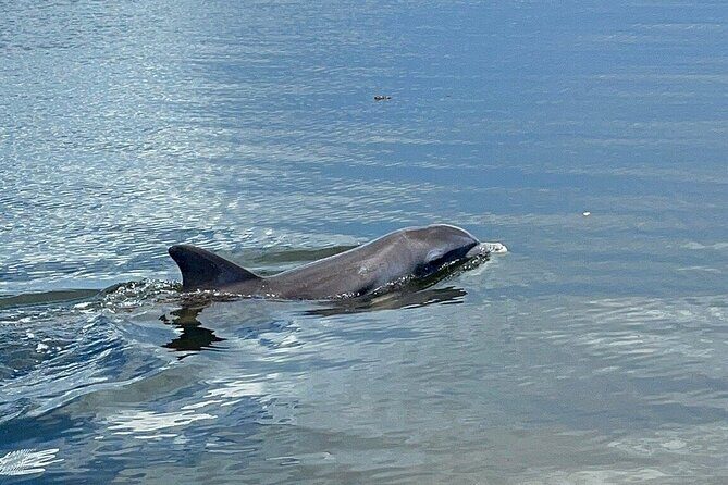 Fast & More Airboat Tour - The Experience Itself: Pros and Cons