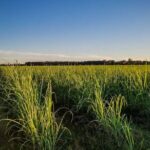 Felicity Plantation Tour - The Itinerary Breakdown