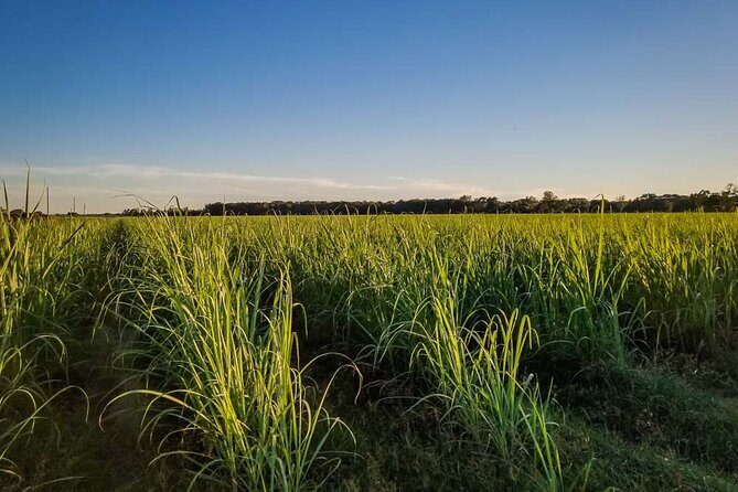 Felicity Plantation Tour - The Itinerary Breakdown