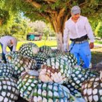 Finca 18 Tequila Tour w/ Chocolate Pairing + Pickup Point - The Logistics: What You Need to Know