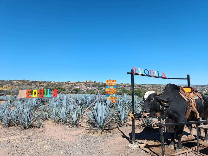 Five-star factory: Meet Orendain tequila. - An In-Depth Look at the Tour