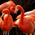 Flamingo Sightseeing Pink Lake Tour and Rio Lagartos Boat Ride - Final Thoughts