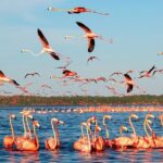 Flamingo Watching Private Tour in Celestun Biosphere Reserve - The Sum Up