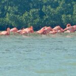 Flamingos Tour in Rio Lagartos Yucatan 2 hours - The Sum Up: Why This Tour Makes Sense