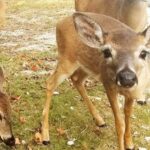 Florida Keys: Dolphin Research Center Day Tour with Lunch - Transportation and Group Dynamics