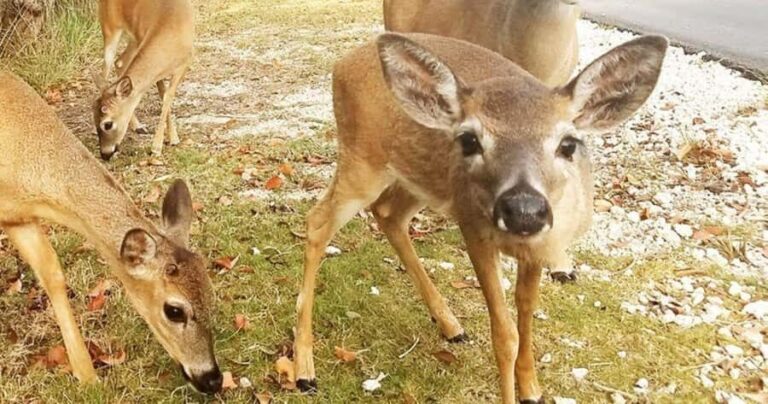 Florida Keys: Dolphin Research Center Day Tour with Lunch - Transportation and Group Dynamics