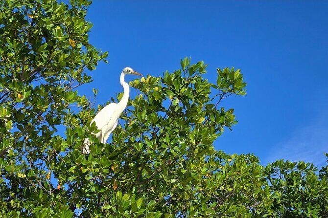 Florida Keys Kayak And Paddleboard Rentals - What Do the Reviews Say?