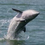 Folly Beach: Sunset Dolphin Boat Tour to Morris Island - Authentic Experiences and What Makes It Special