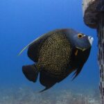 For certified Divers Experience the Under Water Museum and the Manchones Reef - What to Expect from this Cancun Underwater Tour