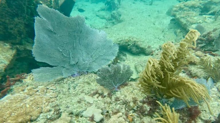 Fort Lauderdale: Ocean Reef Snorkel Tour w/ Snacks & Drinks - Equipment & Safety Measures