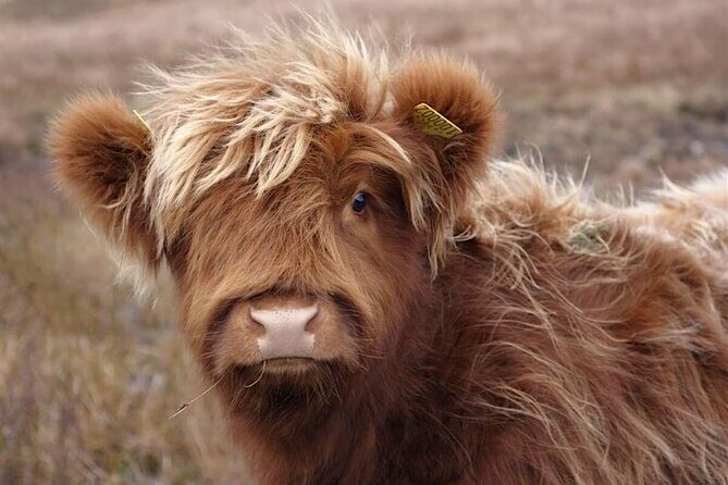 Fredericksburg Cow Cuddling - Final Thoughts: Is This Tour for You?