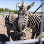 Fredericksburg Safari Tour With Wine Tasting - Who Will Love This Tour?