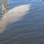 Friday and Saturday 1 pm Dolphin Tour - The Sum Up