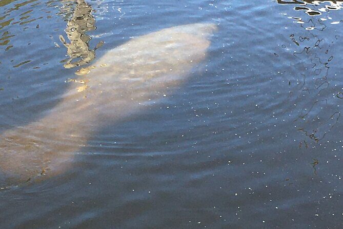 Friday and Saturday 1 pm Dolphin Tour - The Sum Up