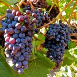 From Atlanta: Half-Day Wine Country Tour - Who Will Enjoy This Tour?