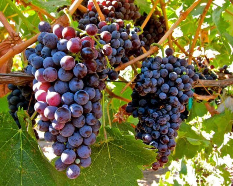 From Atlanta: Half-Day Wine Country Tour - Who Will Enjoy This Tour?
