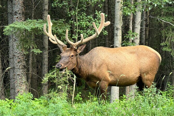 From Banff: Shuttle Service to Moraine Lake & Lake Louise - Transportation and Comfort