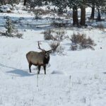 From Boulder or Denver: Rocky Mountain National Park Tour - Who Should Consider This Tour?