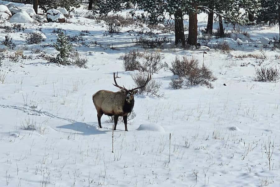 From Boulder or Denver: Rocky Mountain National Park Tour - Who Should Consider This Tour?