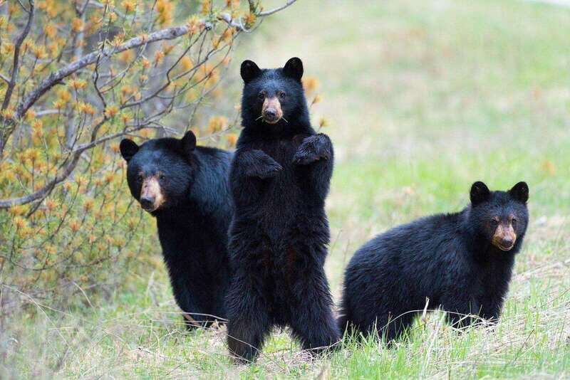 From Calgary: Banff, Moraine Lake and Lake Louise Tour - The Experience: What Travelers Are Saying