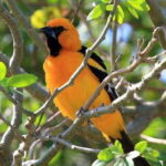 From Cancun: Bird Watching Day Tour - Detailed Breakdown of the Itinerary