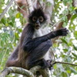 From Cancun: Coba Ruins and Punta Laguna Day Trip - What You Can Expect on This Day Trip